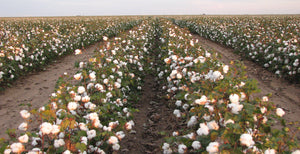 A landscape photo or organic cotton